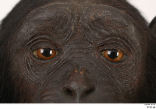 Chimpanzee Bonobo eye 0001.jpg